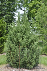 Juniperus chinensis 'Blue Point' — photo 3